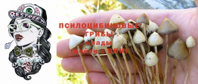 Псилоцибиновые грибы Cubensis  blacksprut зеркало  Гаджиево 